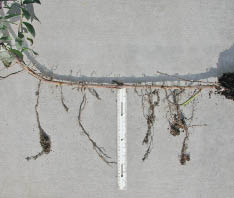 Inset 10.22c - When Should Seedlings or Rooted Cuttings be Substituted for Live Cuttings?