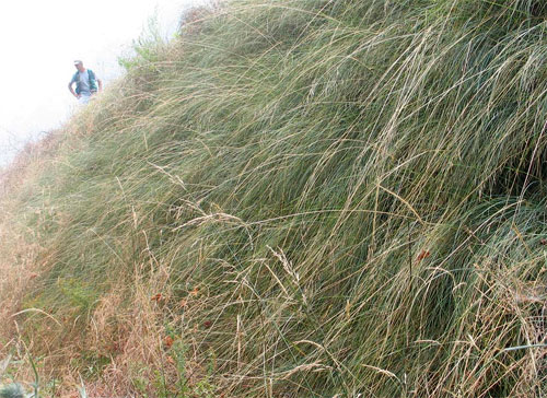 Photos - diverse revegetation sites