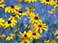 Black-Eyed Susan