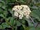 Black Haw
