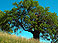 Blue Oak