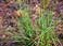 Broomsedge