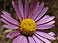 California Aster