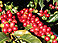 Coffeeberry