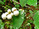 Common Snowberry