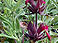 Hummingbird sage
