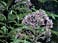 Joe-Pye Weed
