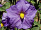 Purple Nightshade
