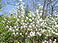 Saskatoon Serviceberry