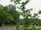 Scarlet Oak