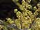 Shining Sumac