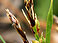 Short Sedge