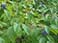 Willow Oak