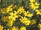 Threadleaf Coreopsis