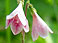 Twinflower