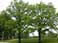 Willow Oak