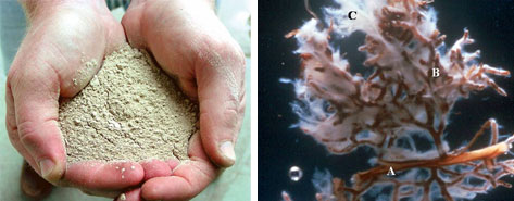 photo - applying beneficial organisms